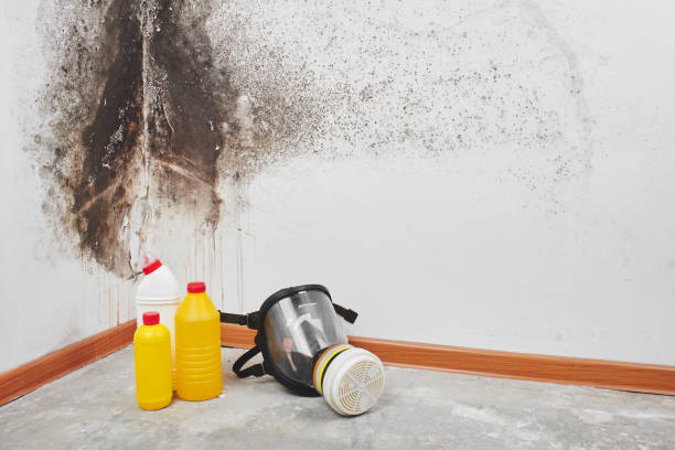 Best Mold Removal Company Near Me  in Anahuac, TX