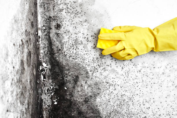 Best Same-Day Mold Removal  in Anahuac, TX