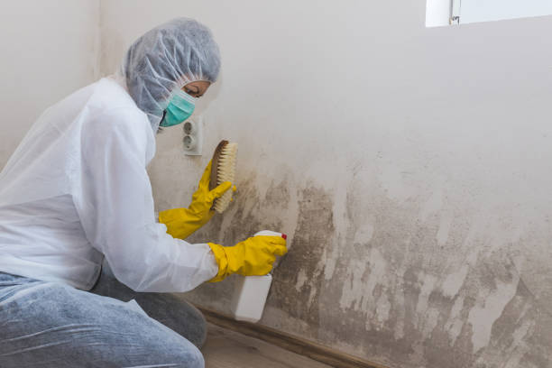 Best Mold Remediation  in Anahuac, TX