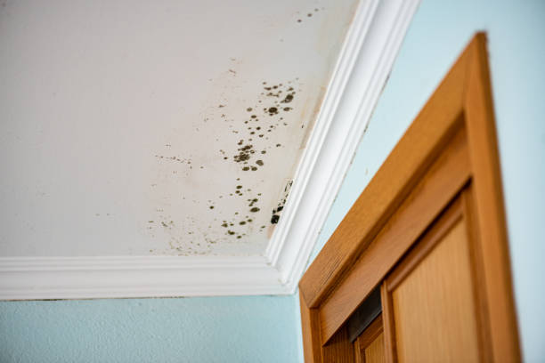 Best Home Mold Removal  in Anahuac, TX