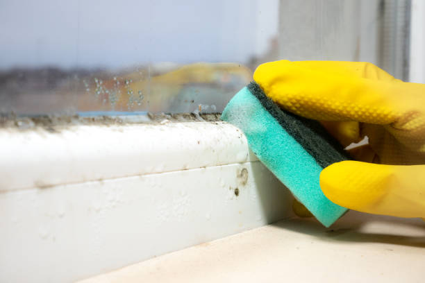 Best Best Mold Removal Companies  in Anahuac, TX