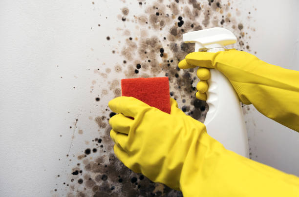 Best Mold Remediation  in Anahuac, TX