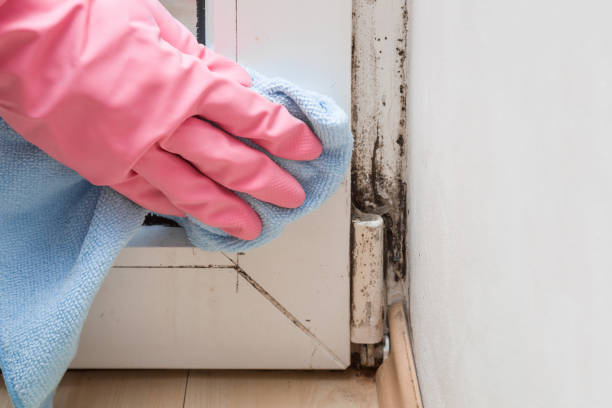 Best Toxic Mold Removal  in Anahuac, TX